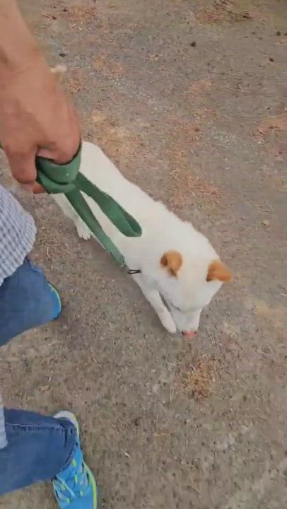 Enlarge LUCA, a Adoptable mixed breed in Centreville, VA video 6/6