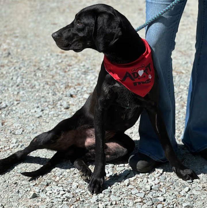 Cletus, Adopted, Adult Male Labrador Retriever & Black and Tan Coonhound.
