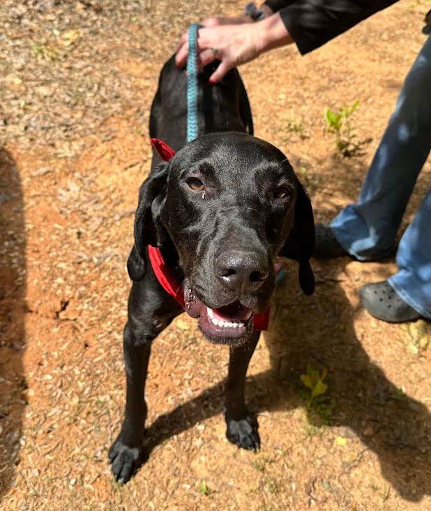 Enlarge Cletus, a Adopted mixed breed in Woodbridge, CT image 2/2