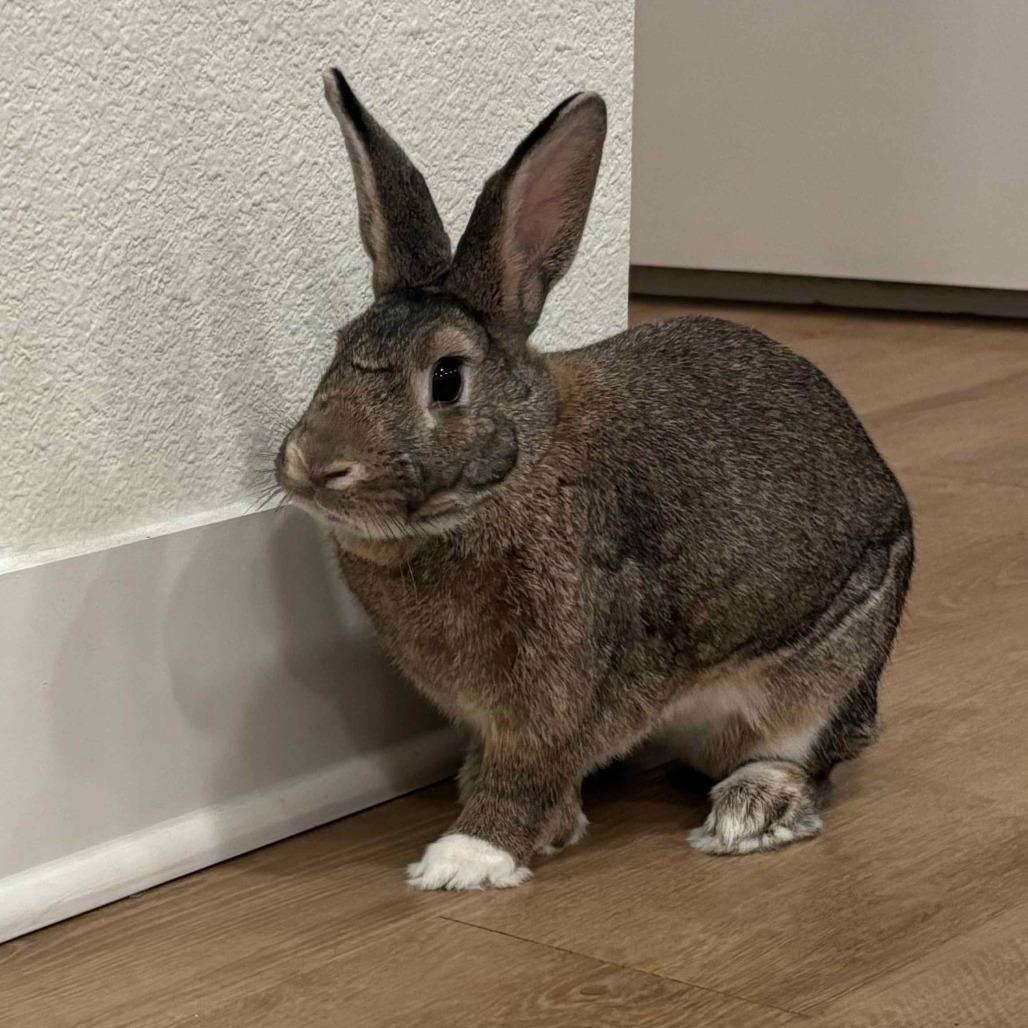 Enlarge Preacher, a Adoptable American in The Woodlands, TX image 1/6