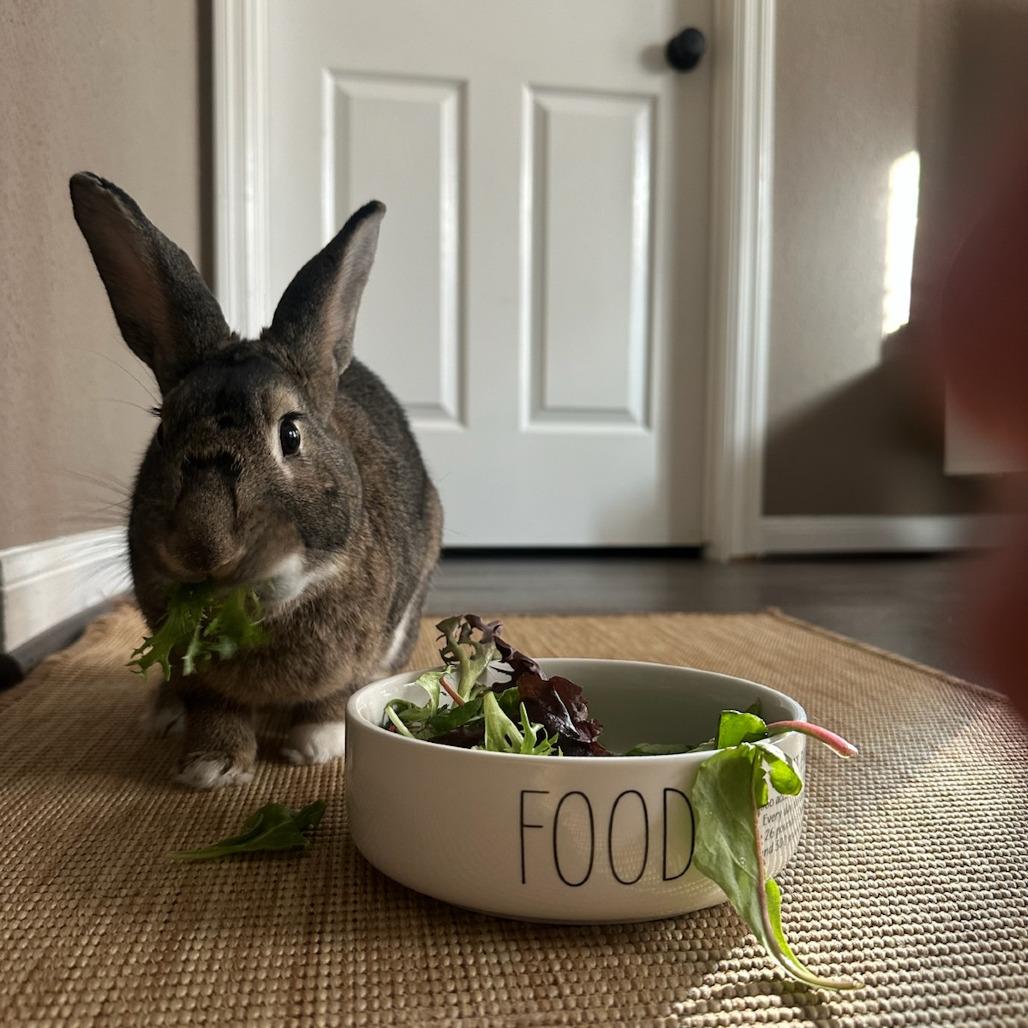 Enlarge Preacher, a Adoptable American in The Woodlands, TX image 2/6