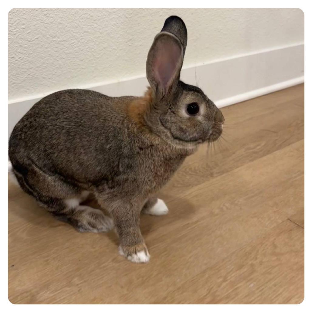 Enlarge Preacher, a Adoptable American in The Woodlands, TX image 2/6