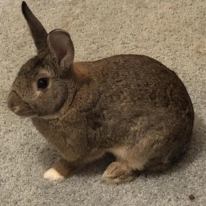 Enlarge Preacher, a Adoptable American in The Woodlands, TX image 3/6