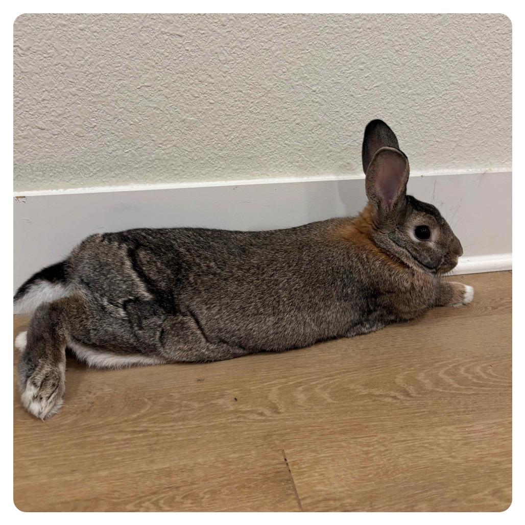 Enlarge Preacher, a Adoptable American in The Woodlands, TX image 4/6