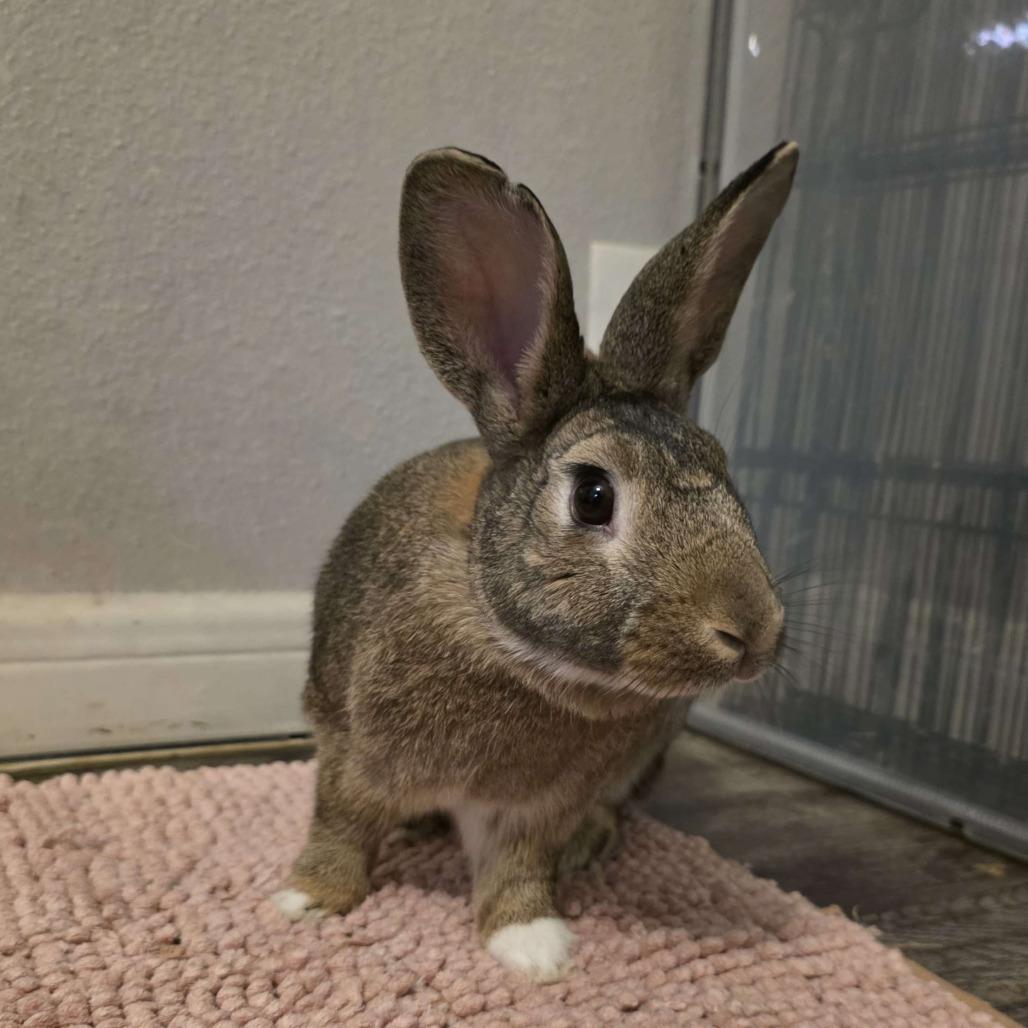 Preacher, a Adoptable American in The Woodlands, TX image 4/6