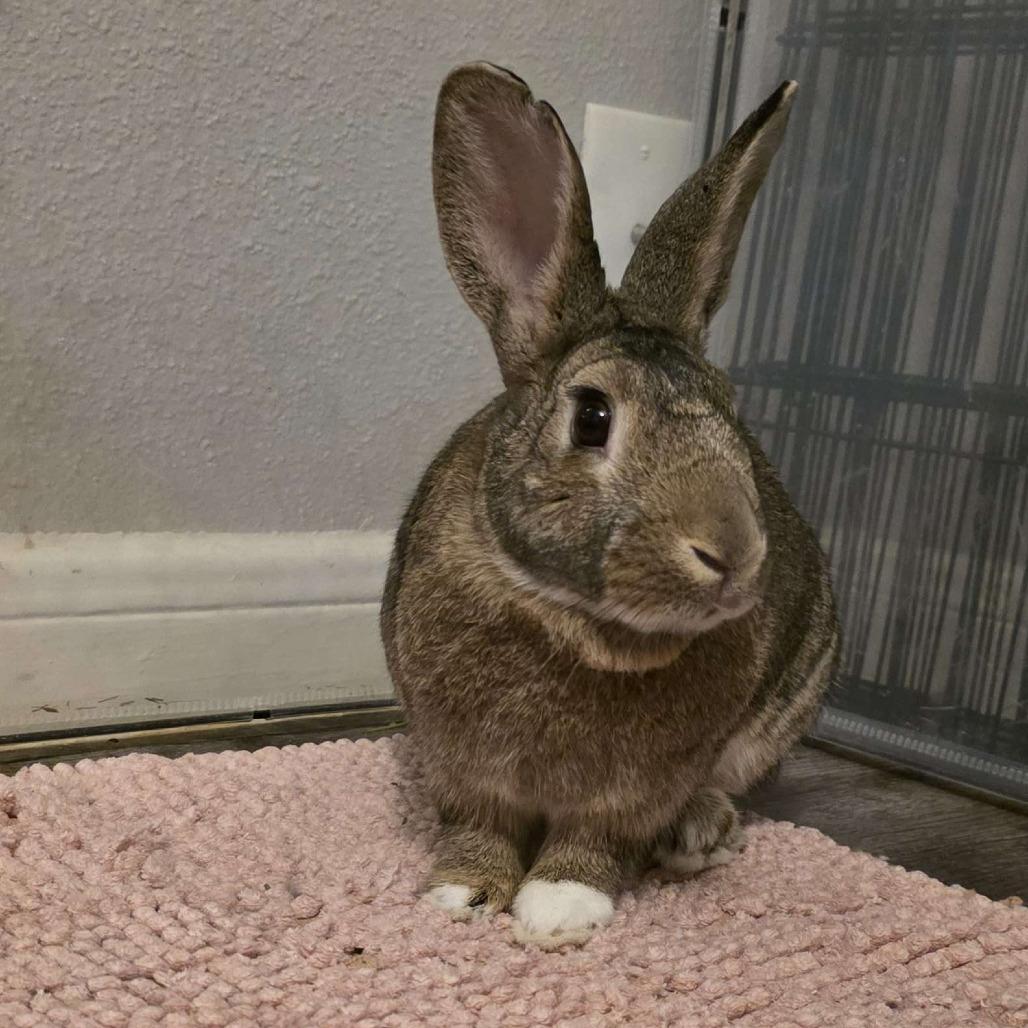 Preacher, a Adoptable American in The Woodlands, TX image 5/6