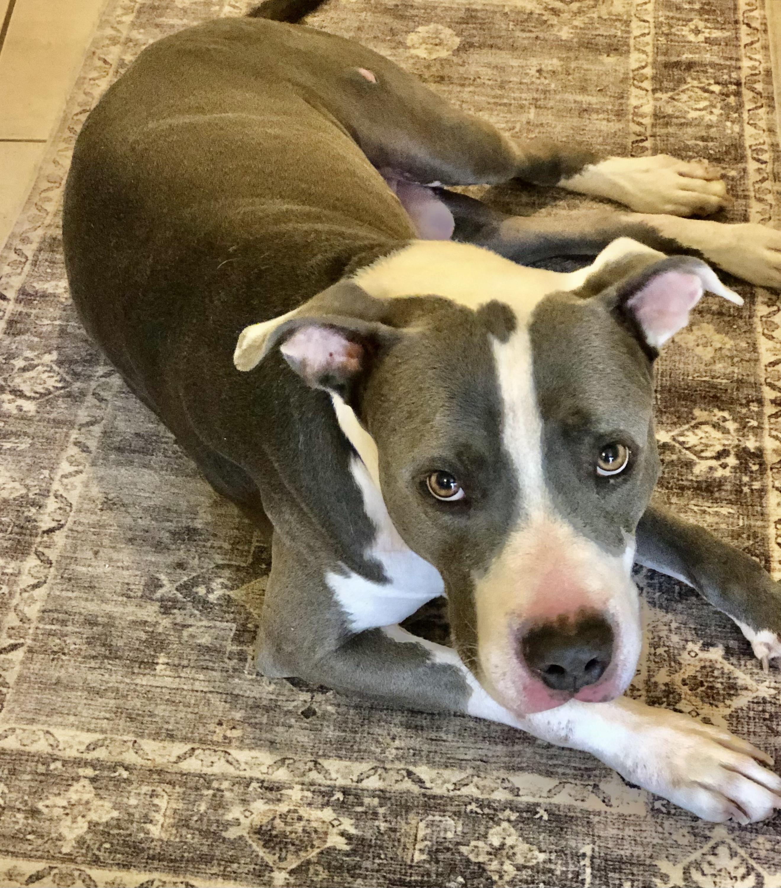 Enlarge Boo Boo, a ADOPTABLE mixed breed in Scottsdale, AZ image 3/6