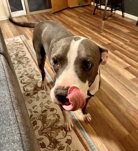 Enlarge Boo Boo, a ADOPTABLE mixed breed in Scottsdale, AZ image 4/6