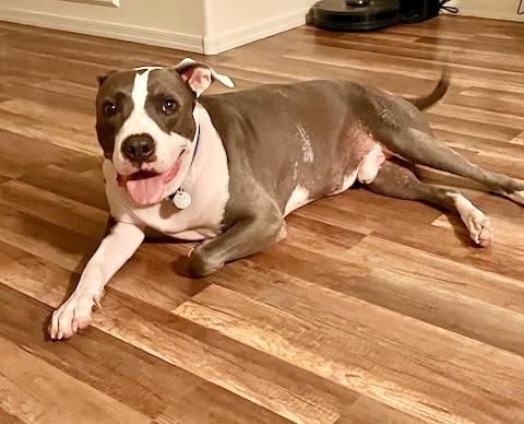 Boo Boo, ADOPTABLE, Young Male Pit Bull Terrier & Boxer.