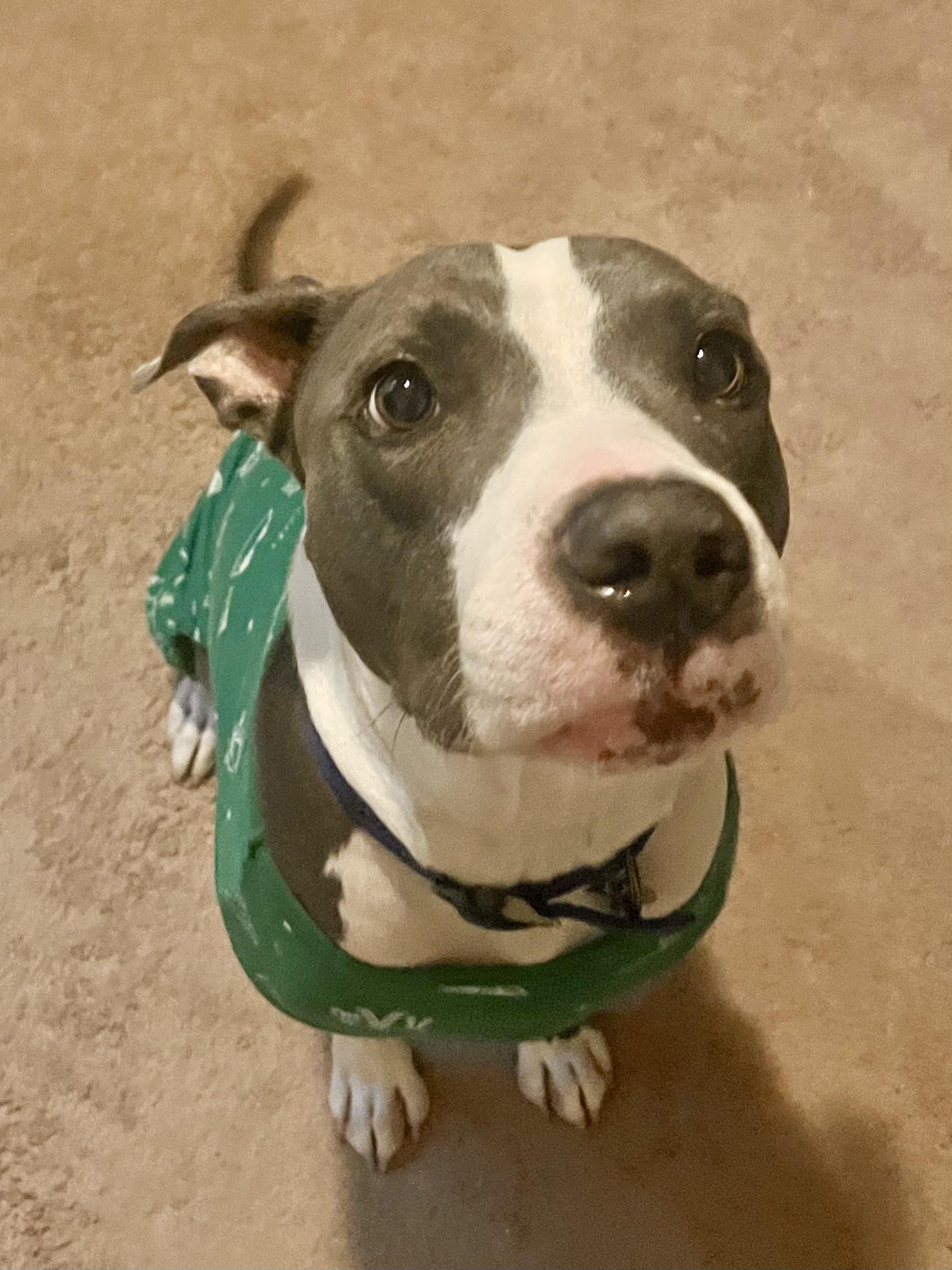 Enlarge Boo Boo, a ADOPTABLE mixed breed in Scottsdale, AZ image 5/6