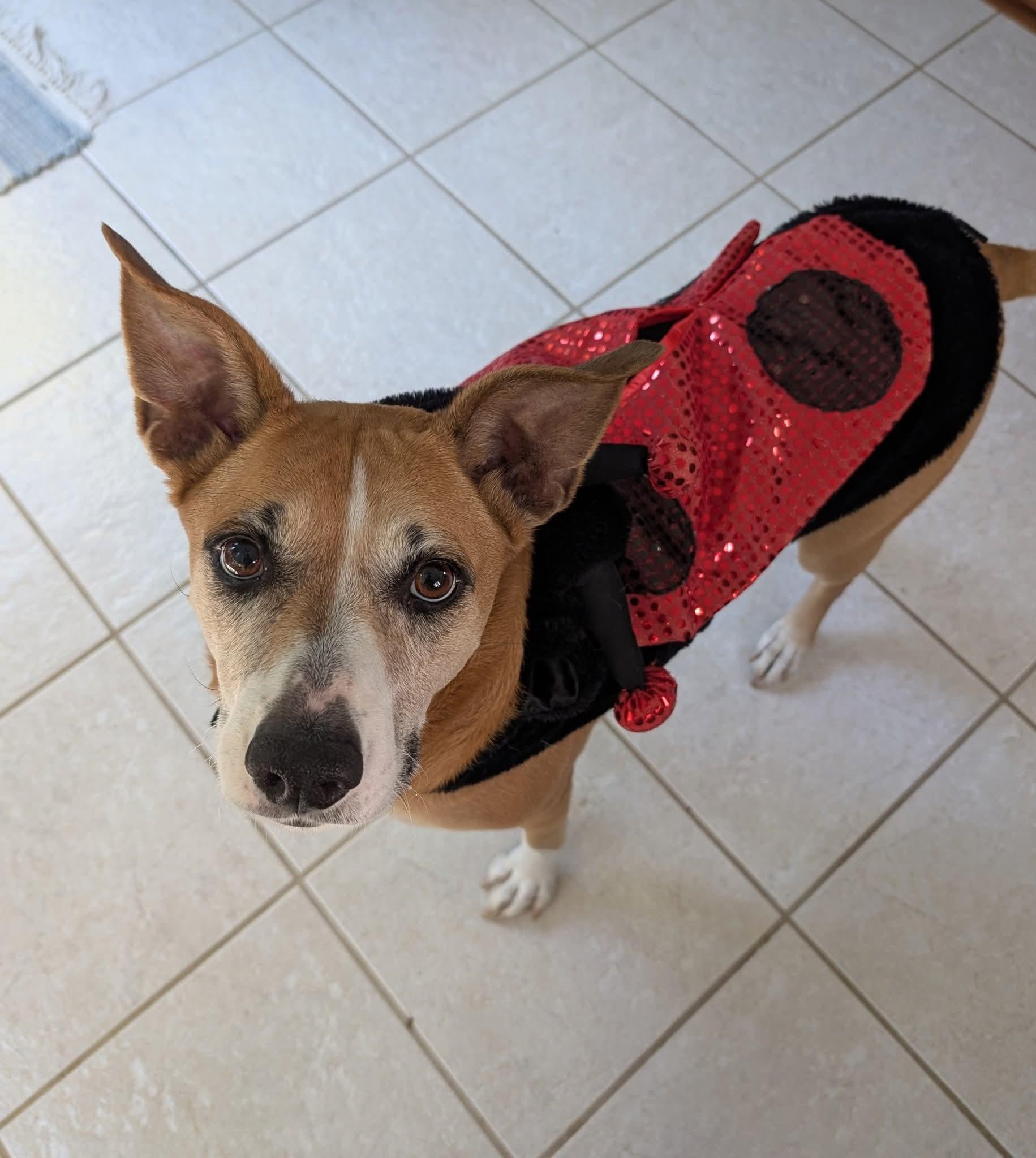 Enlarge Ava, a ADOPTABLE Mixed Breed in East Peoria, IL image 4/6