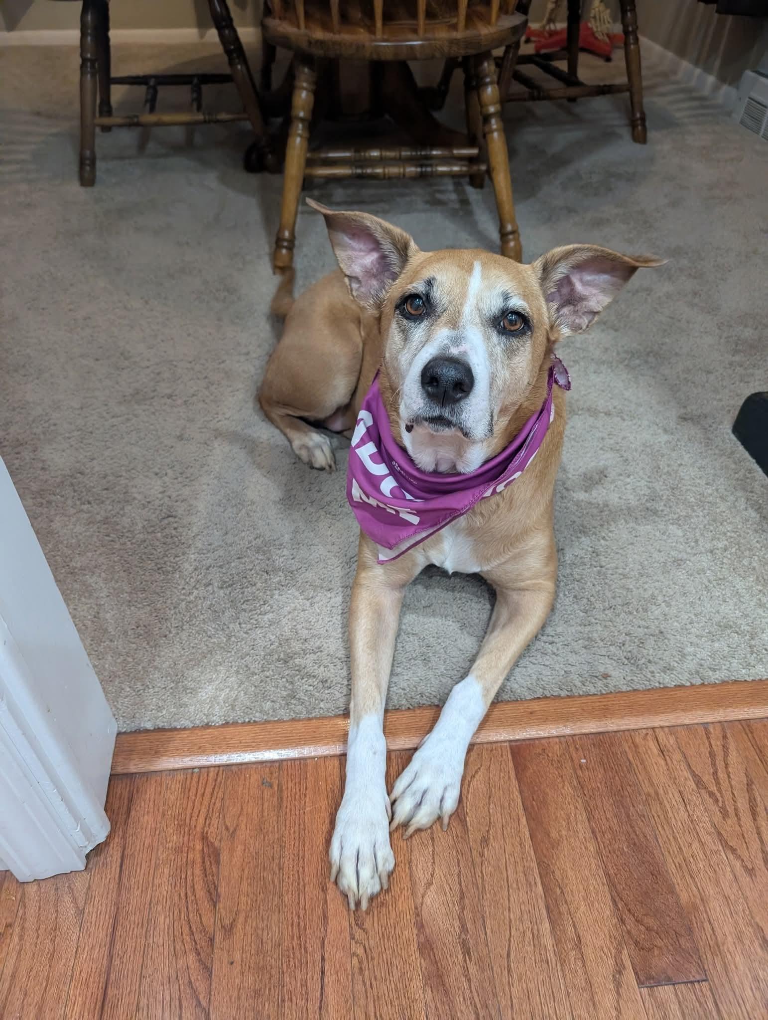 Enlarge Ava, a ADOPTABLE Mixed Breed in East Peoria, IL image 5/6