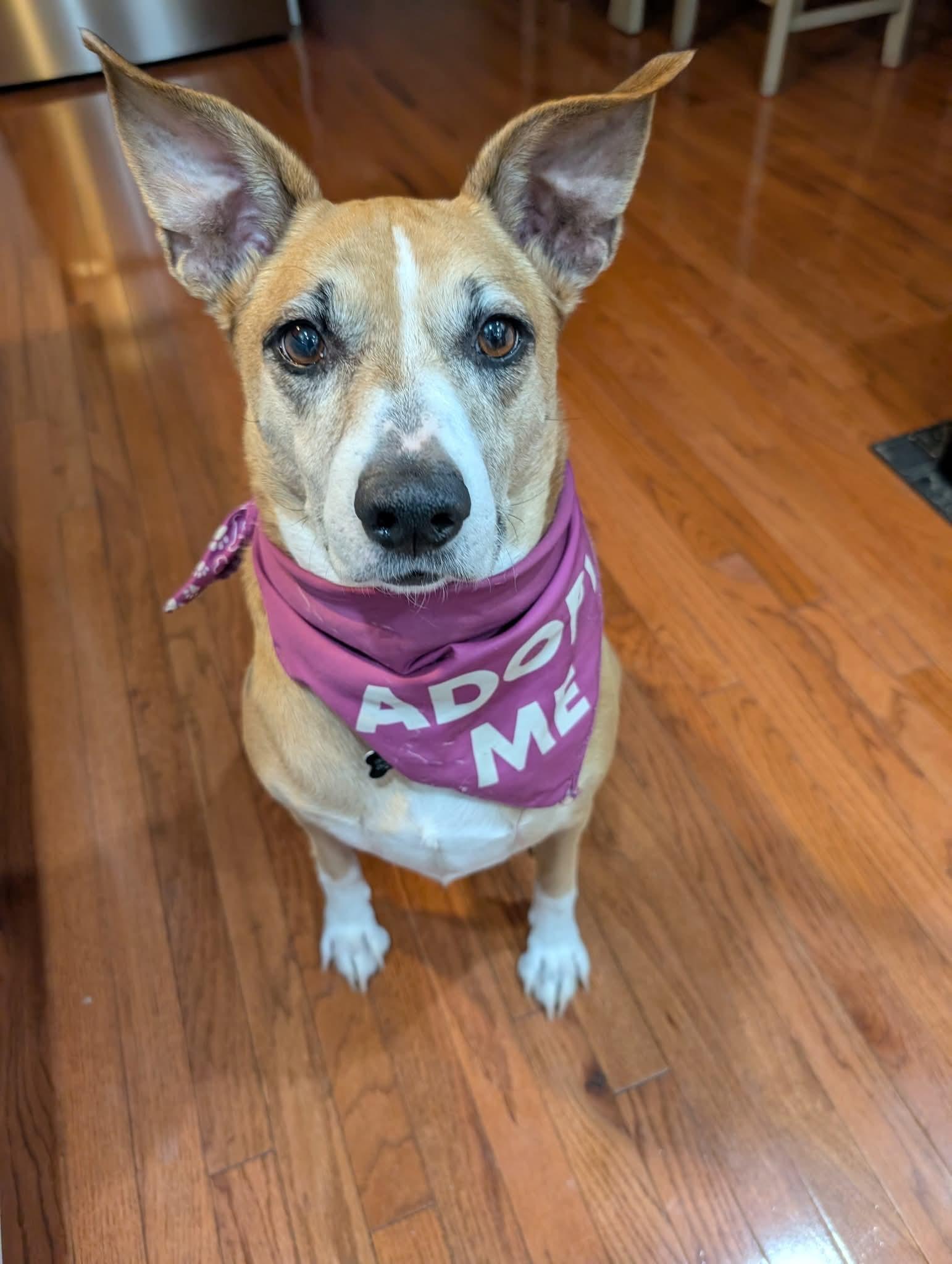 Enlarge Ava, a ADOPTABLE Mixed Breed in East Peoria, IL image 6/6