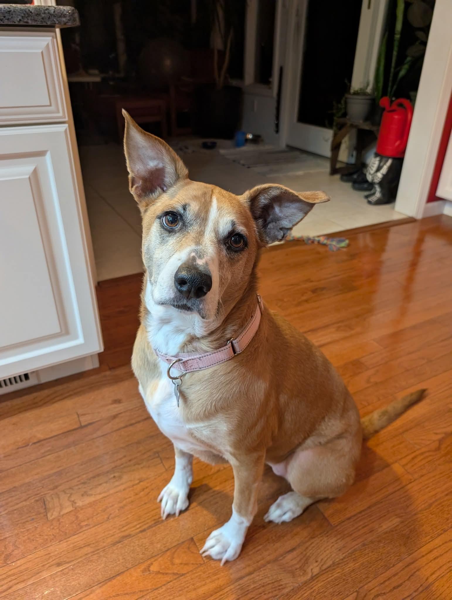 Enlarge Ava, a ADOPTABLE Mixed Breed in East Peoria, IL image 3/6