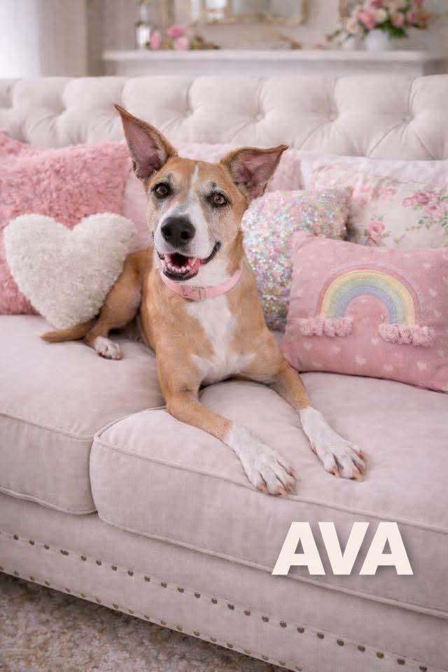 Enlarge Ava, a ADOPTABLE Mixed Breed in East Peoria, IL image 1/6