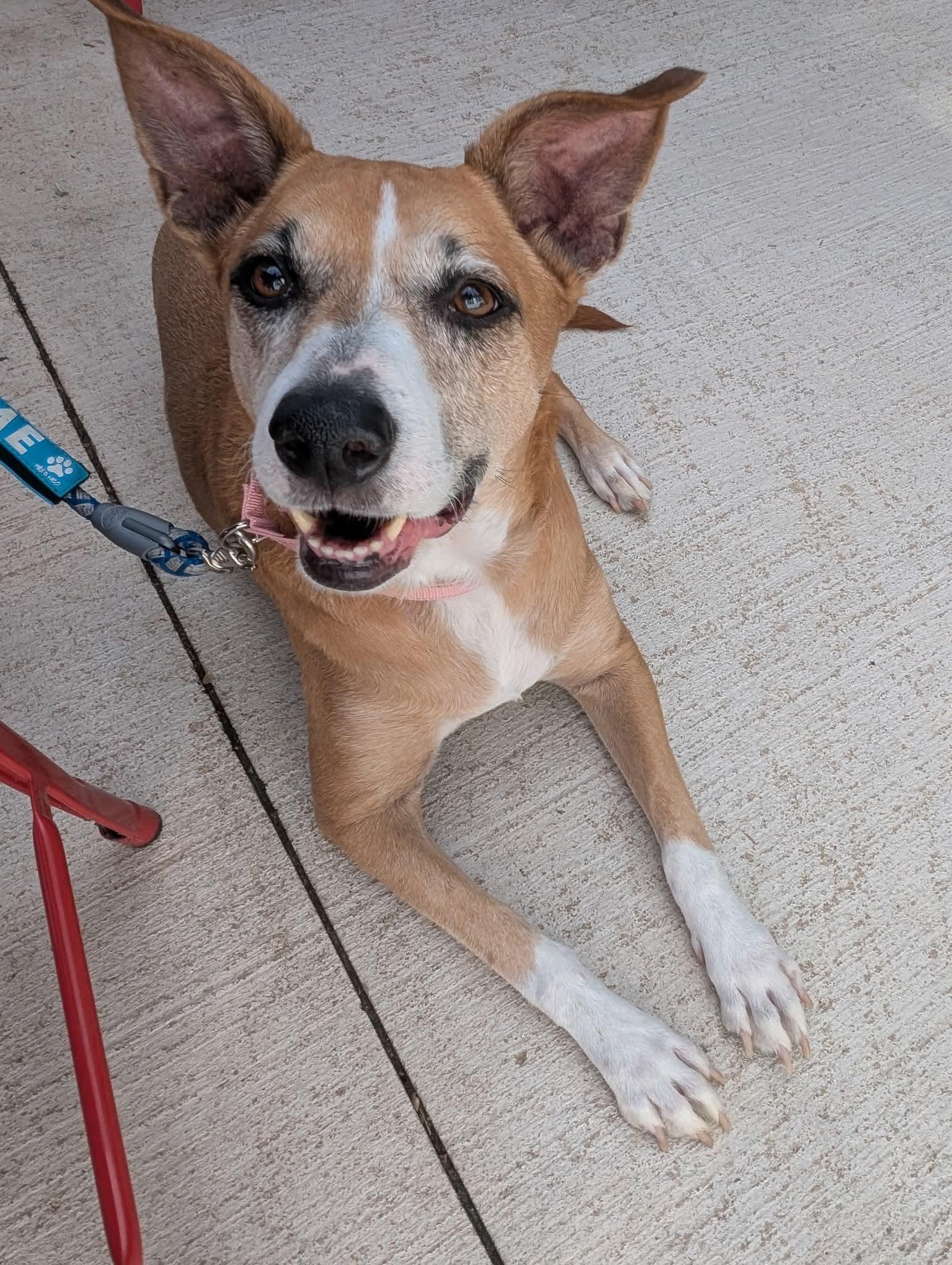 Enlarge Ava, a ADOPTABLE Mixed Breed in East Peoria, IL image 2/6