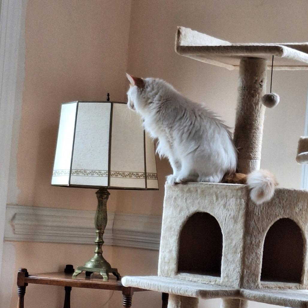 Pearl, Adoptable, Senior Female Domestic Long Hair.