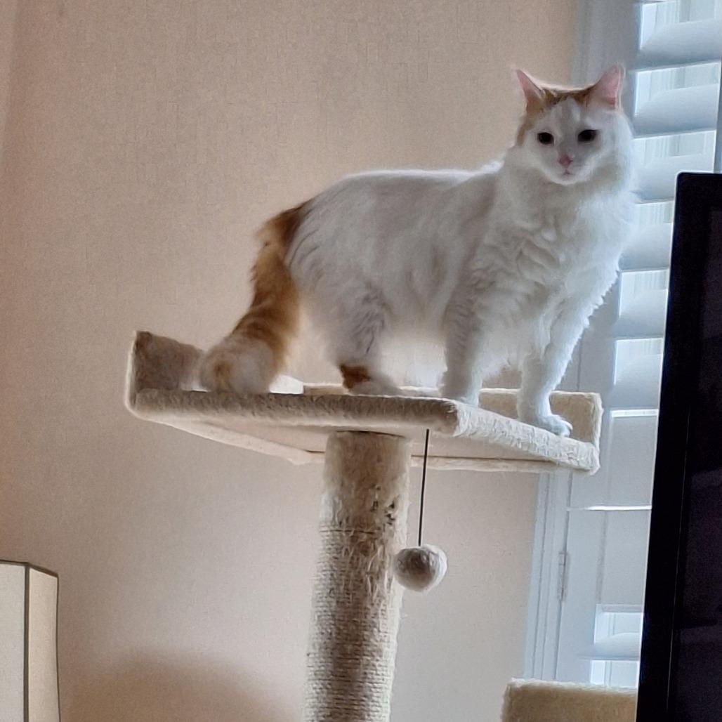 Enlarge Pearl, a Adoptable Domestic Long Hair in Mebane, NC image 2/4