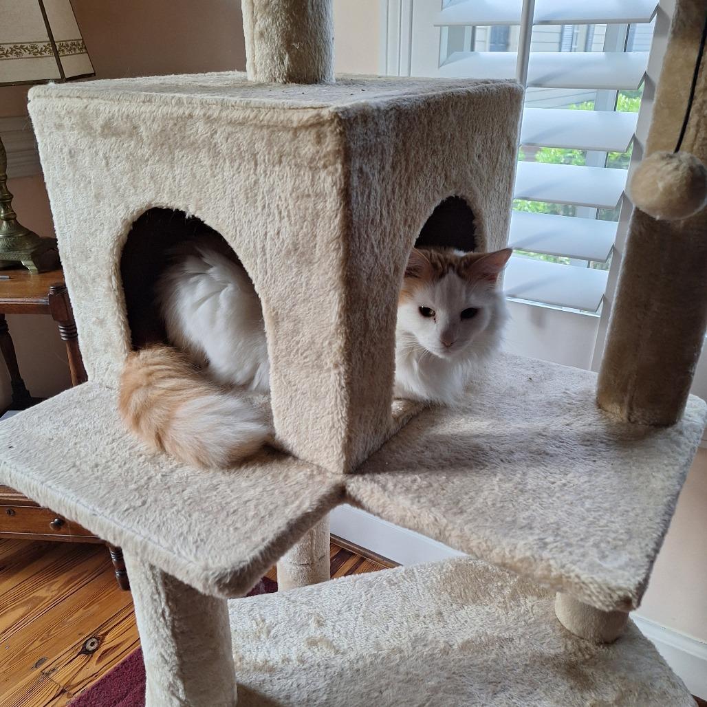 Enlarge Pearl, a Adoptable Domestic Long Hair in Mebane, NC image 3/4