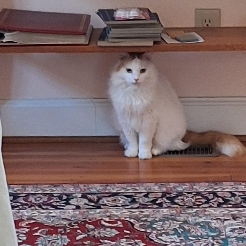 Enlarge Pearl, a Adoptable Domestic Long Hair in Mebane, NC image 4/4