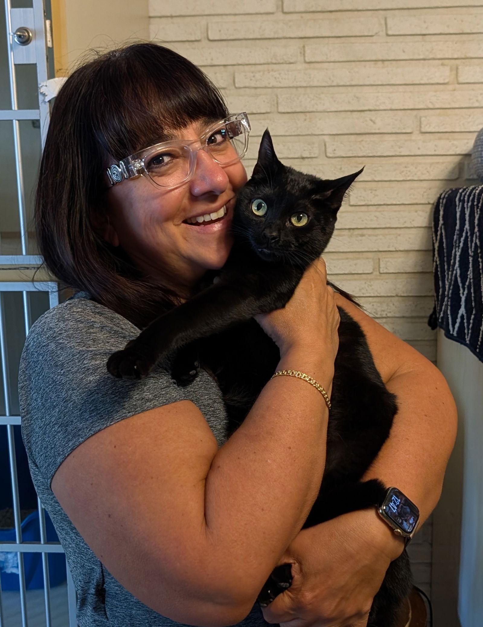 Enlarge Olga, a Adopted Domestic Short Hair in Pompano Beach, FL image 1/1