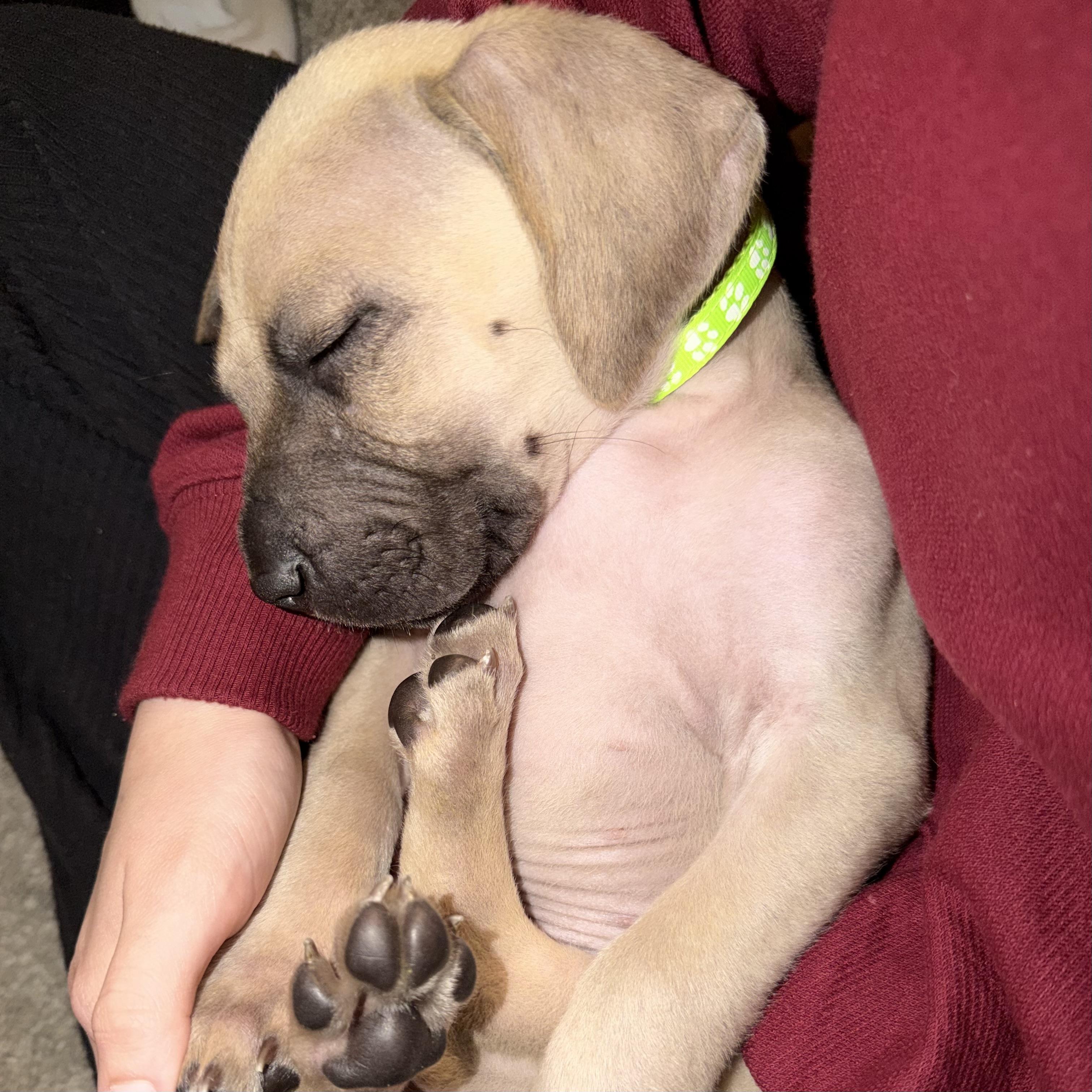 Hawksbill — thumbnail 4