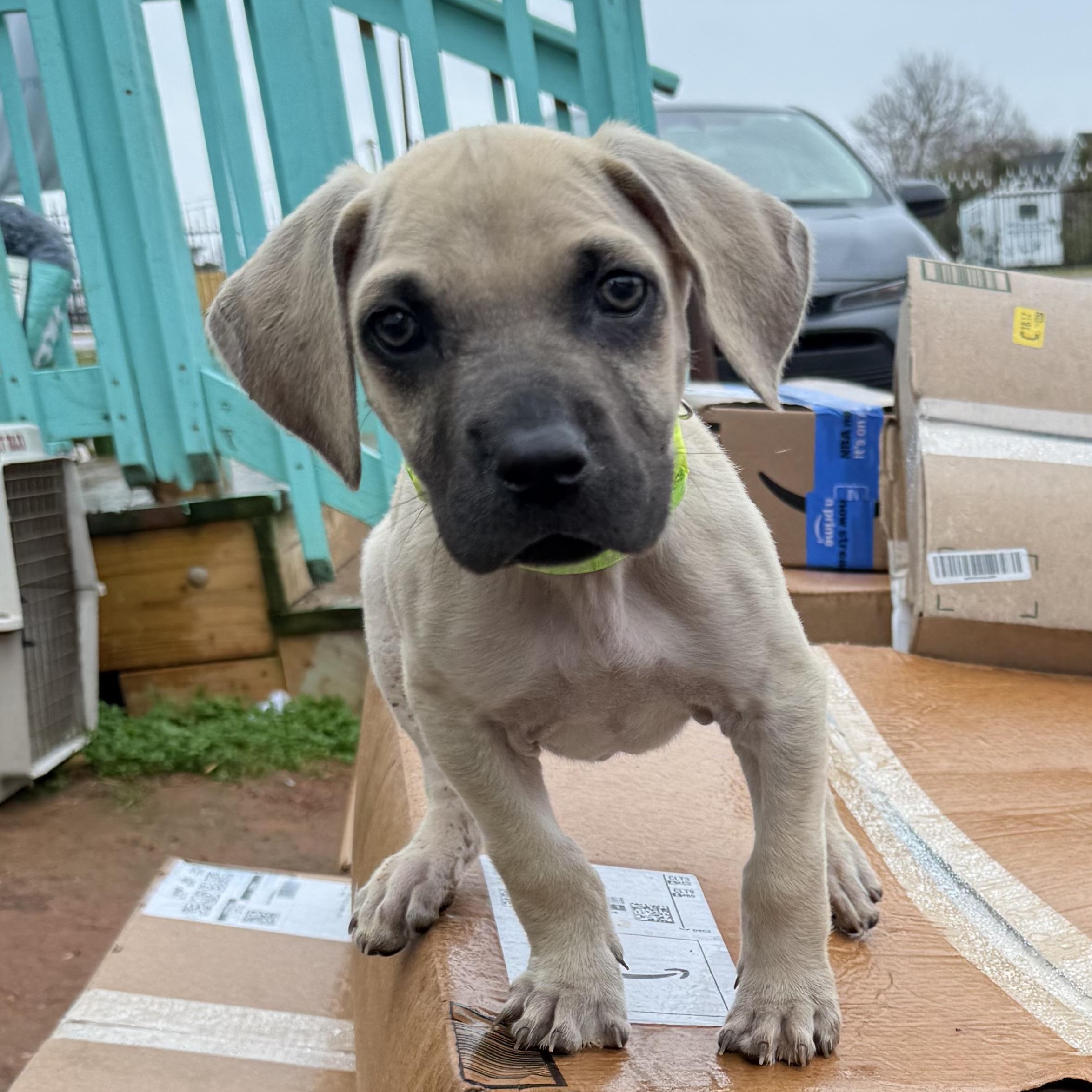 Hawksbill — thumbnail 6