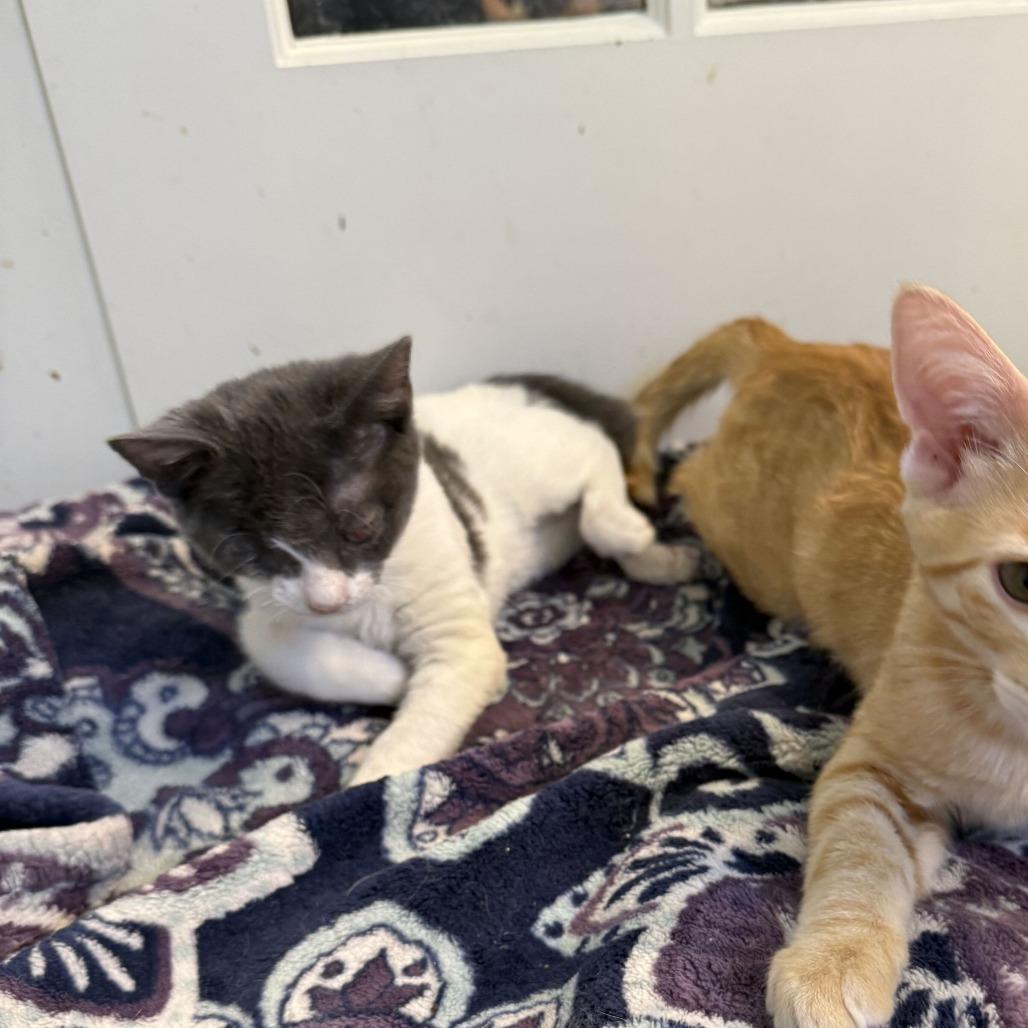 Enlarge Olive, a Adoptable Domestic Short Hair in Tallahassee, FL image 1/3
