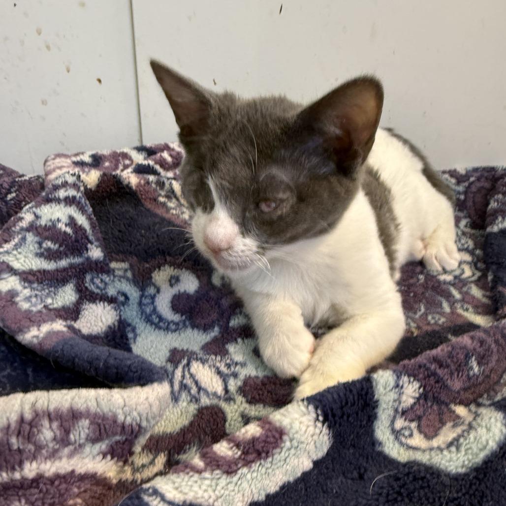 Enlarge Olive, a Adoptable Domestic Short Hair in Tallahassee, FL image 2/3