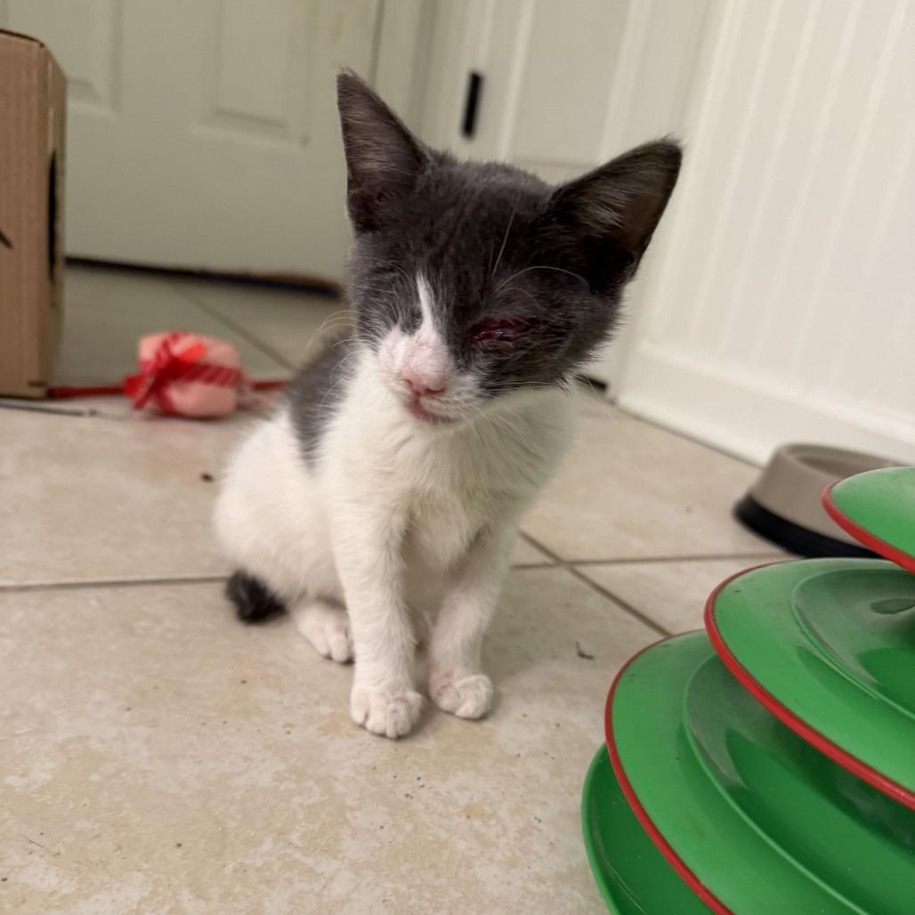 Enlarge Olive, a Adoptable Domestic Short Hair in Tallahassee, FL image 3/3