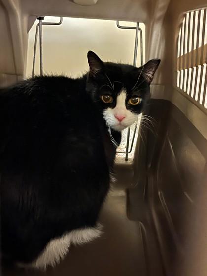 Marge, Adoptable, Adult Female Domestic Short Hair & Domestic Short Hair.