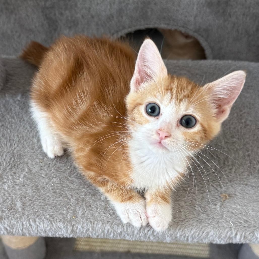 Enlarge Clementine, an adopted Domestic Short Hair in Parkland, FL image 1/2