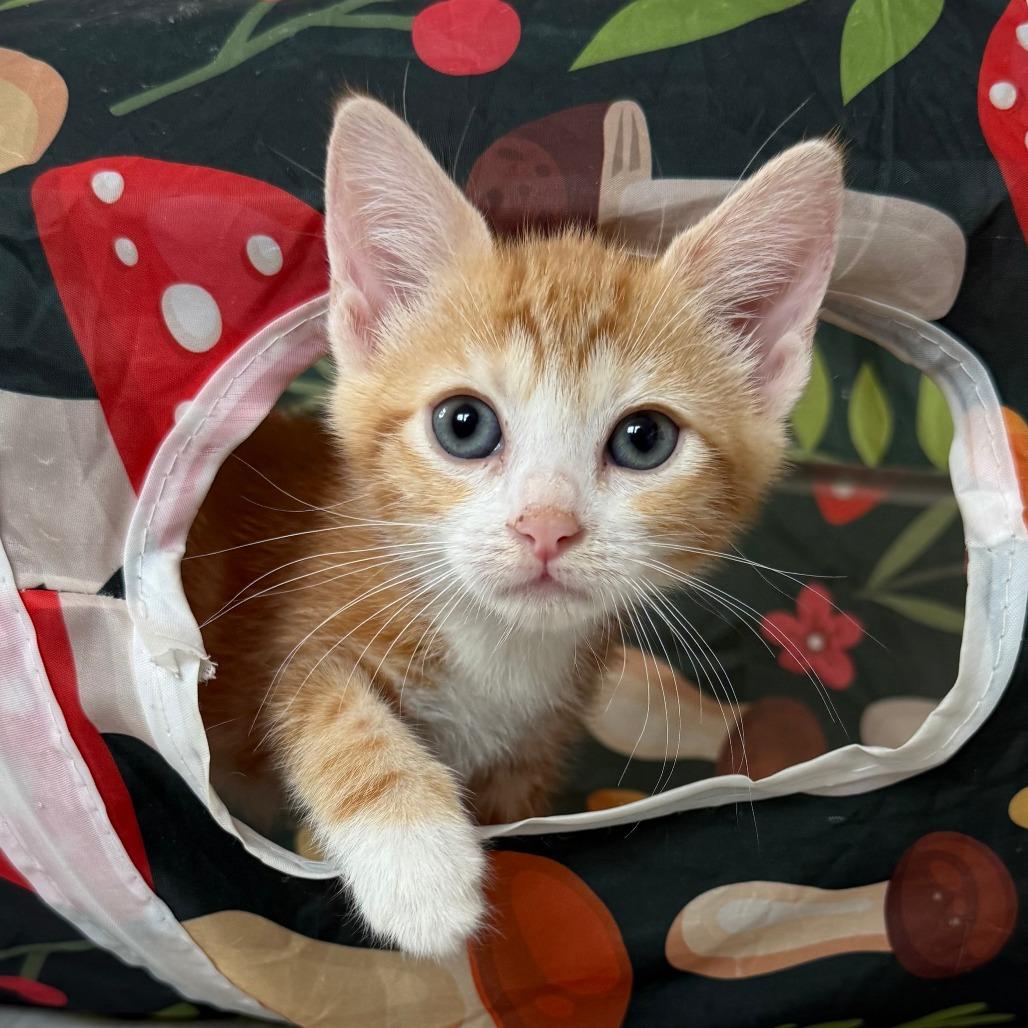 Enlarge Clementine, an adopted Domestic Short Hair in Parkland, FL image 2/2