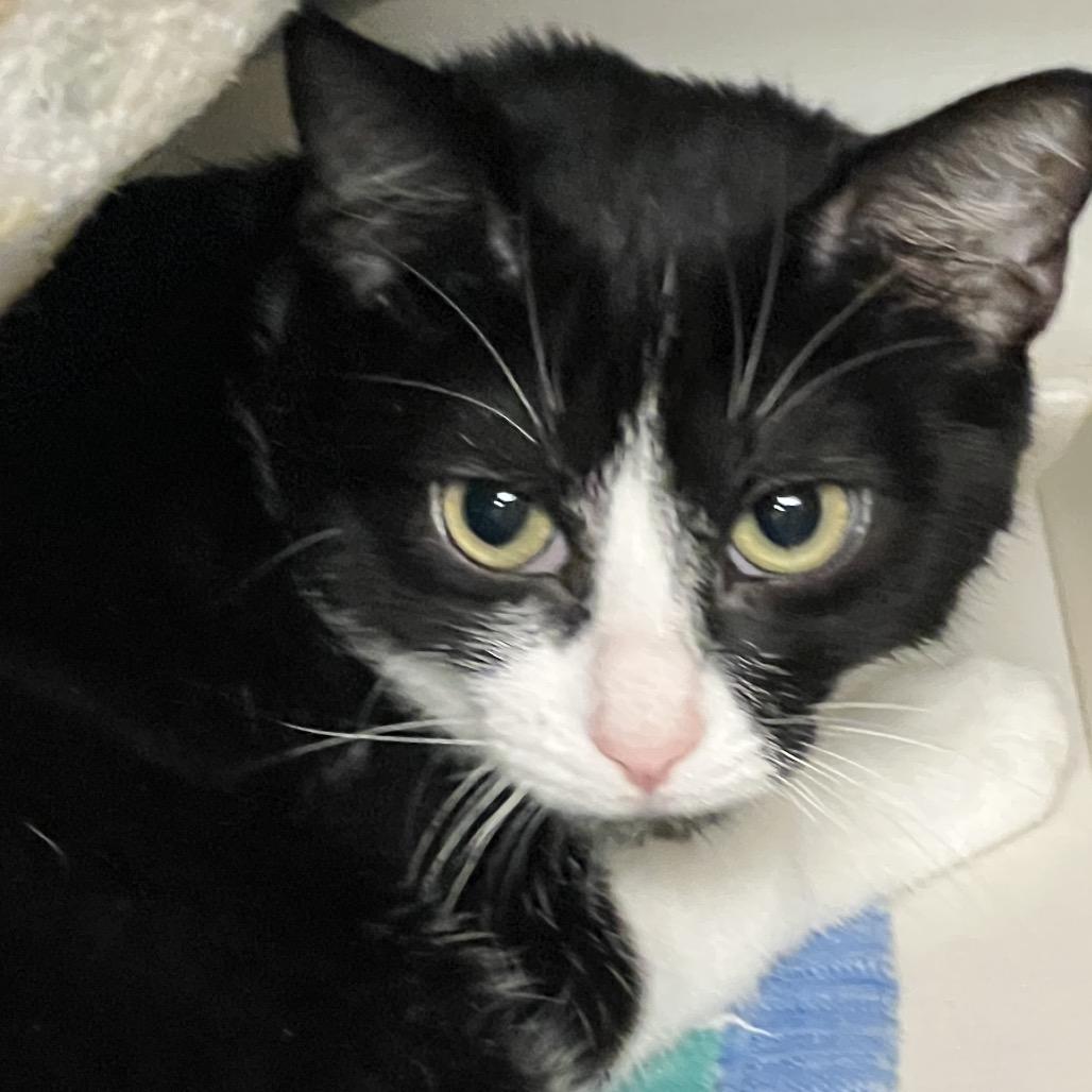 Enlarge Oreo, a Adoptable Domestic Short Hair in Redwood City, CA image 1/1