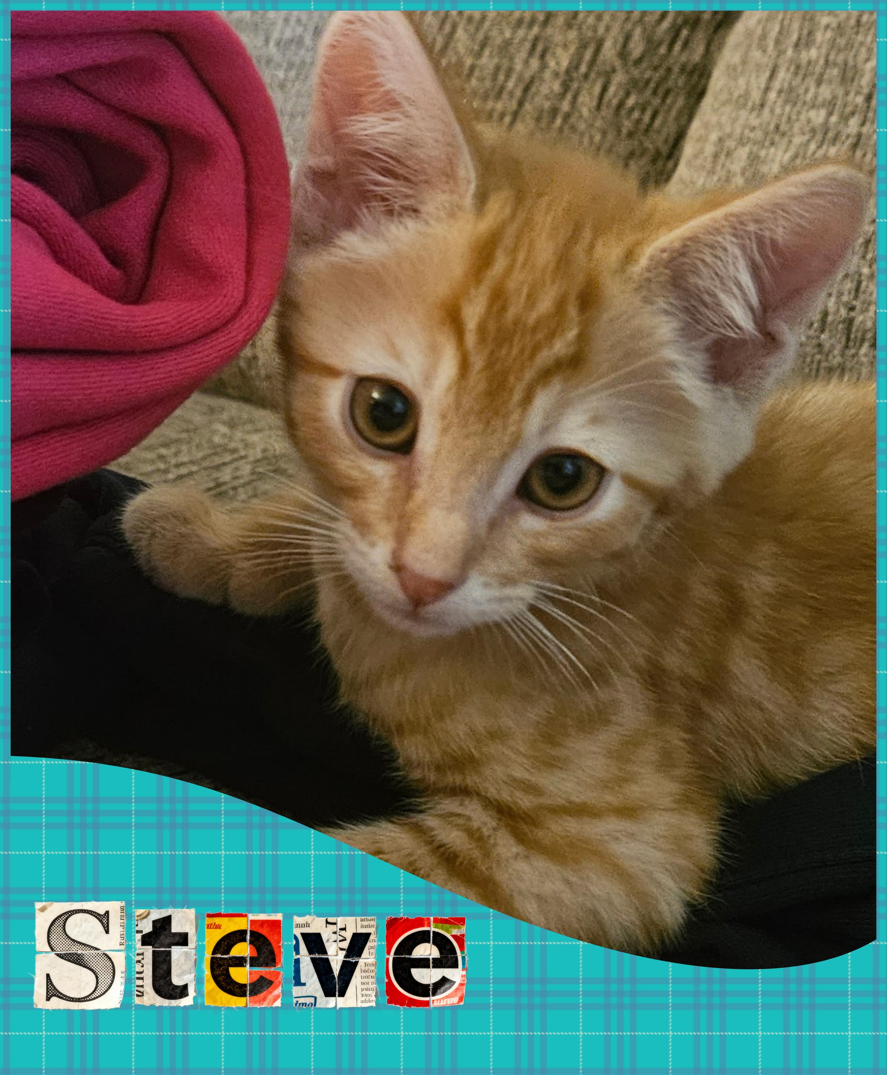 Steve, an adopted mixed breed in Pasco, WA image 1/3