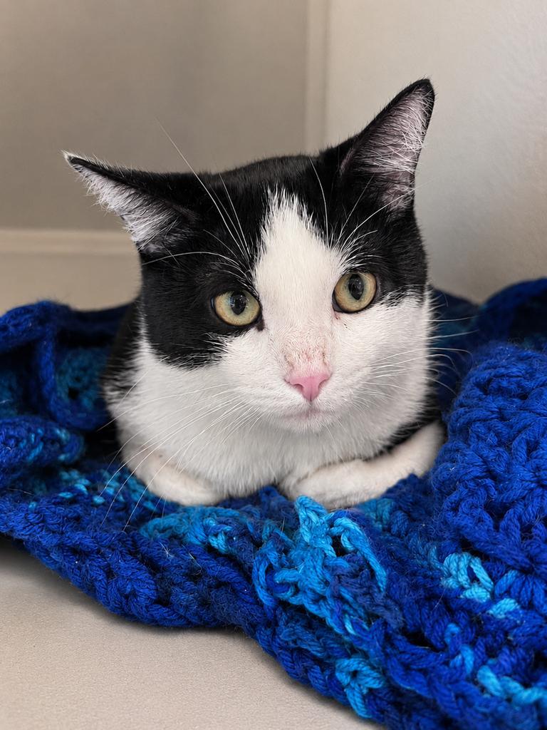 Noah, Adopted, Kitten Male Domestic Short Hair.