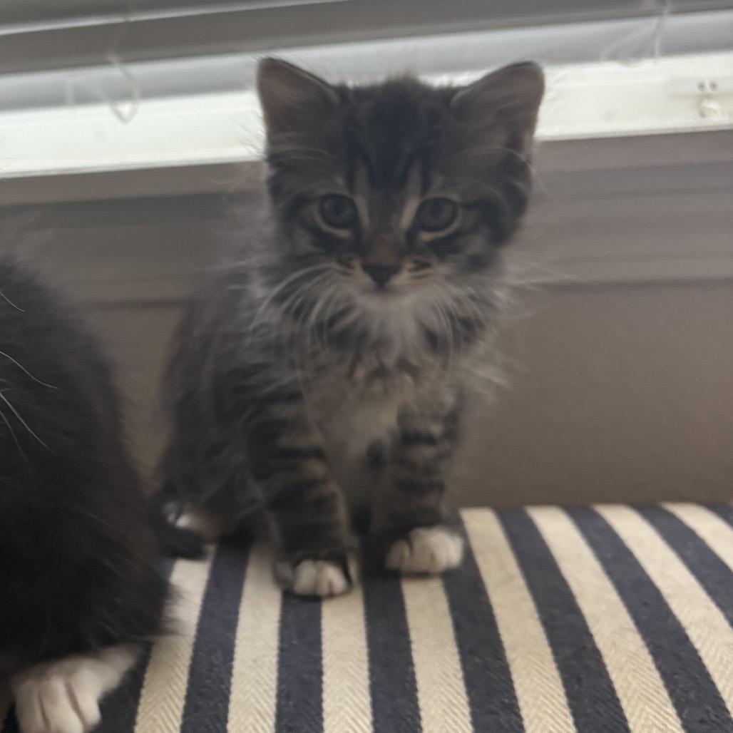 Rachel, Adoptable, Kitten Female Domestic Medium Hair.