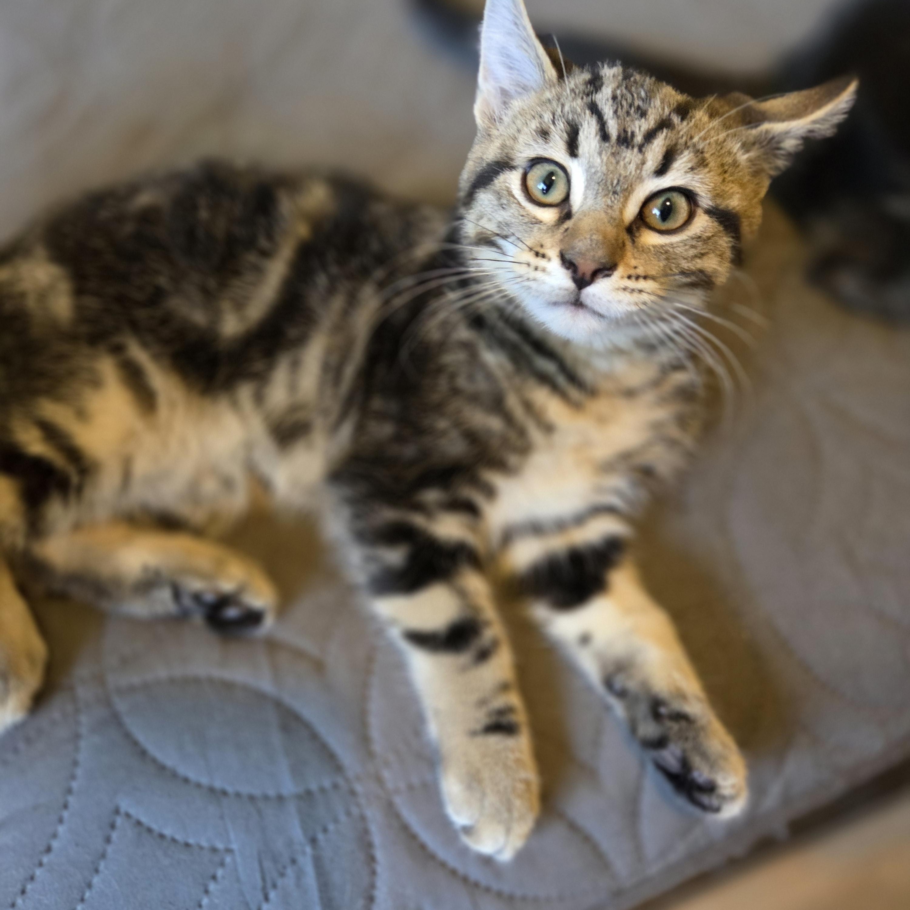 Shaggy, a ADOPTABLE Domestic Short Hair in Des Moines , WA image 3/3
