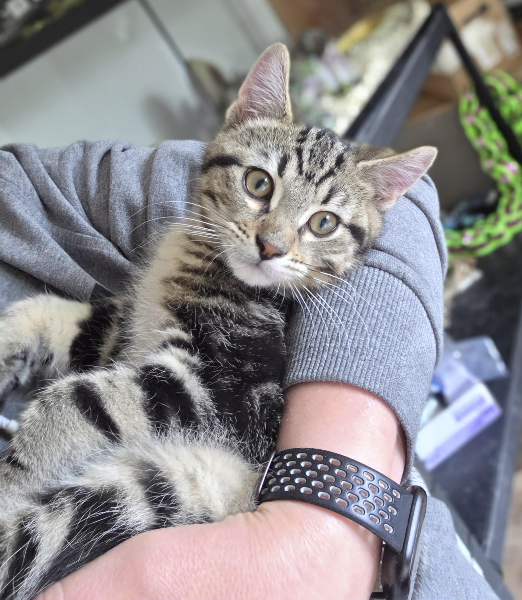 Shaggy, ADOPTABLE, Young Male Domestic Short Hair.