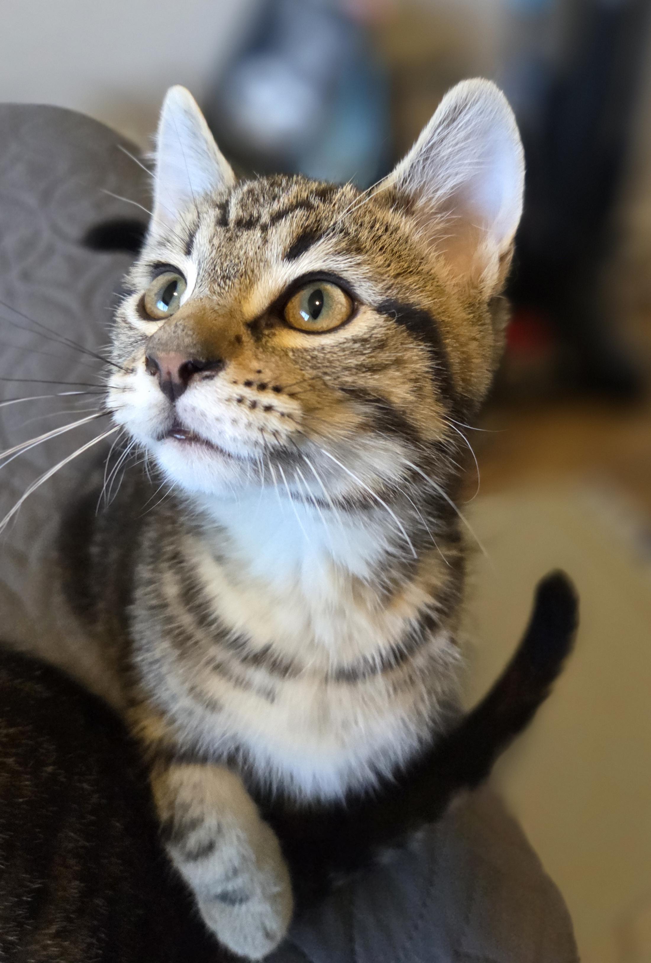 Shaggy, a ADOPTABLE Domestic Short Hair in Des Moines , WA image 1/3