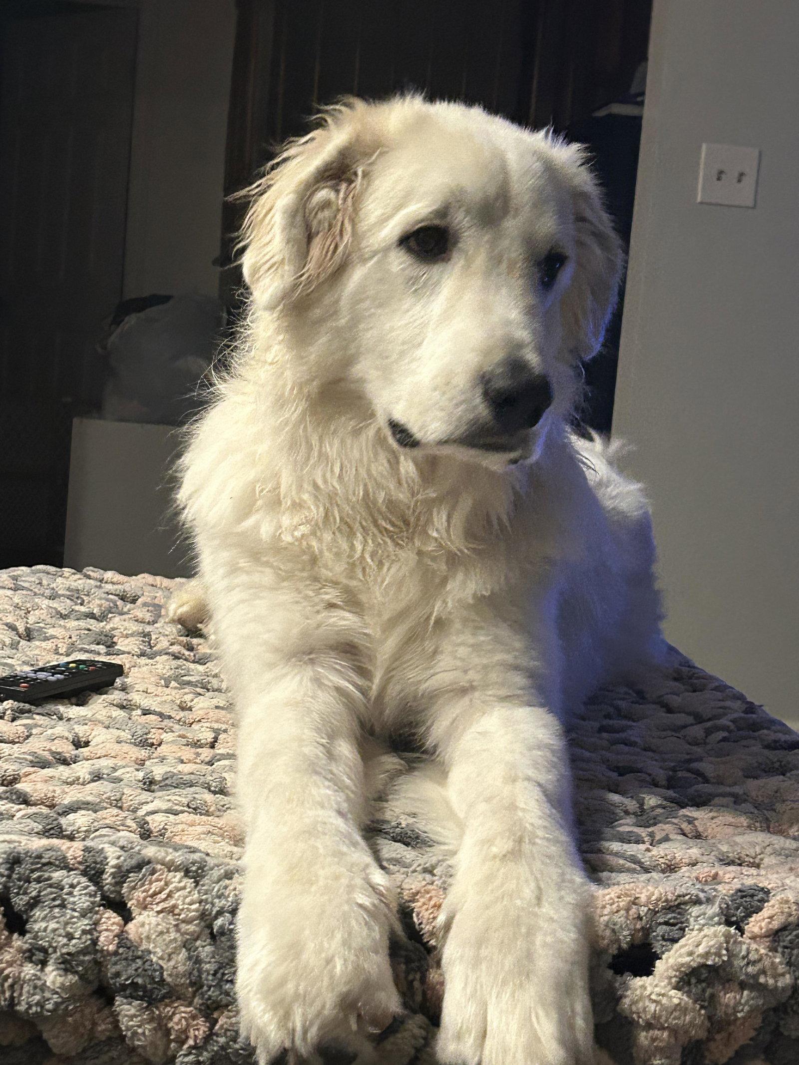 Enlarge Bodhi, a Adoptable Great Pyrenees in Hewitt, NJ image 2/3