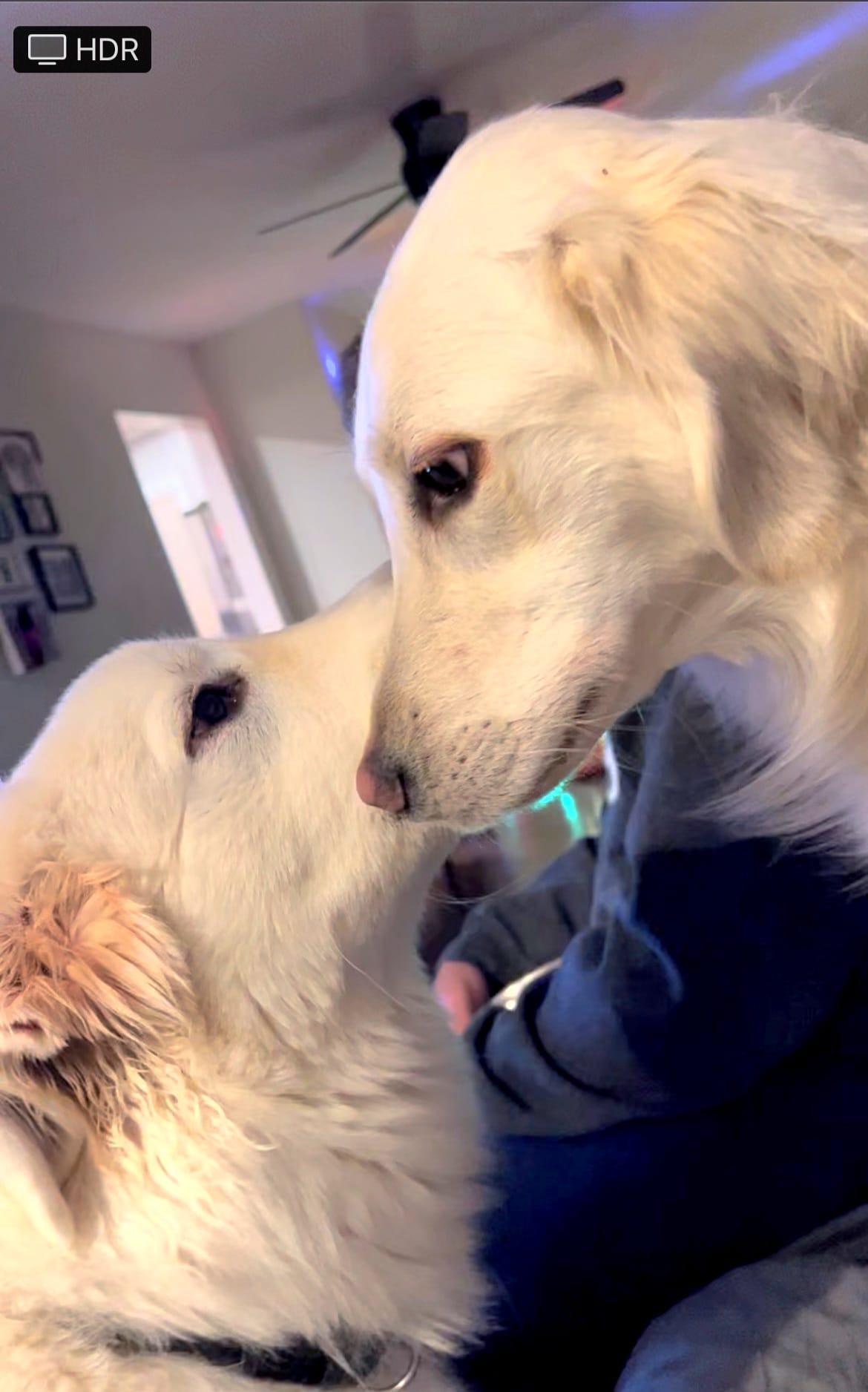 Enlarge Bodhi, a Adoptable Great Pyrenees in Hewitt, NJ image 3/3