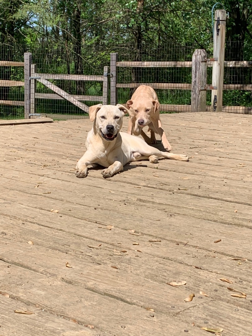 Enlarge Johnny, a Adoptable mixed breed in Coatesville, PA image 1/15