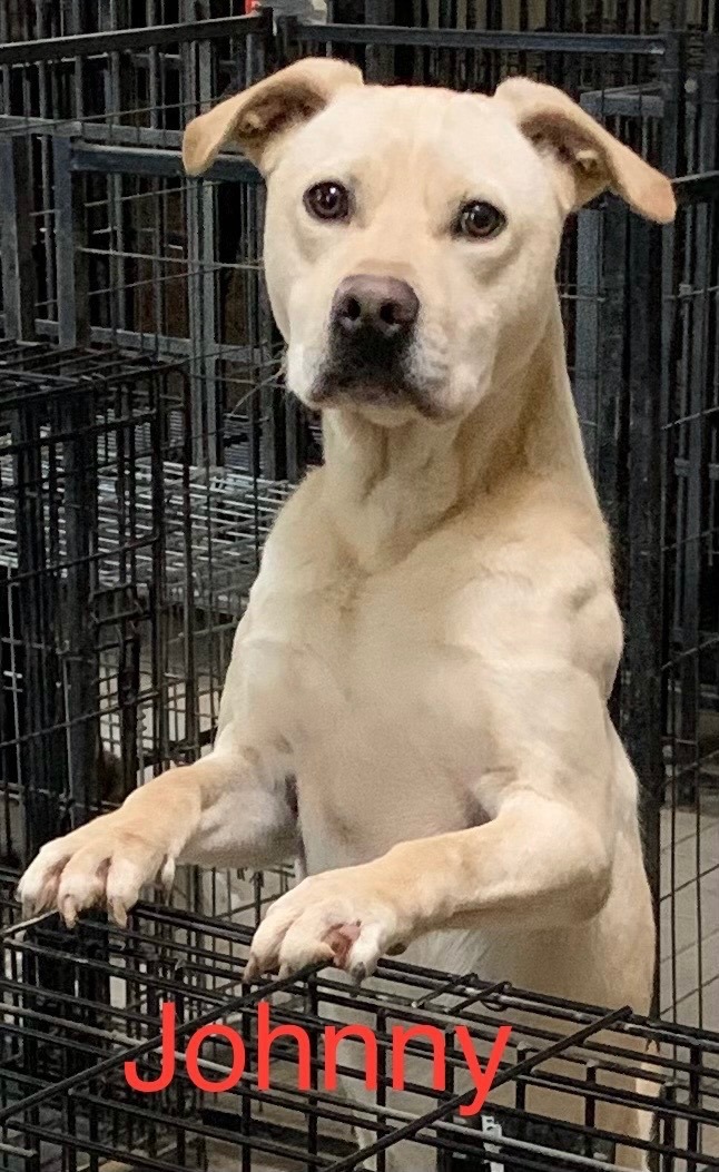 Enlarge Johnny, a Adoptable mixed breed in Coatesville, PA image 2/15