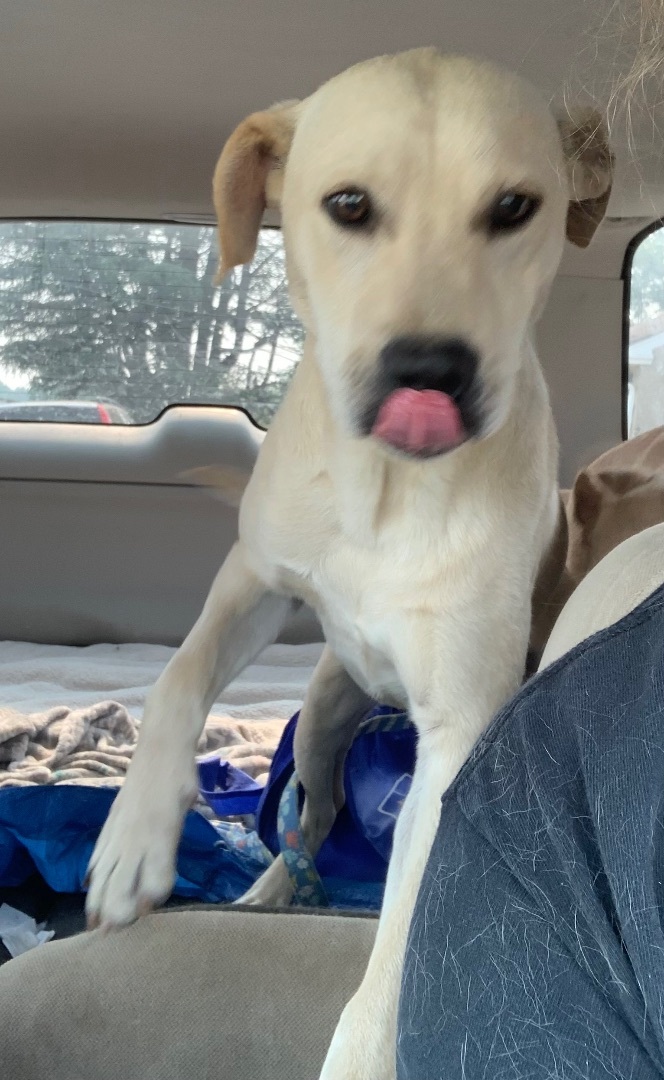 Enlarge Johnny, a Adoptable mixed breed in Coatesville, PA image 3/15