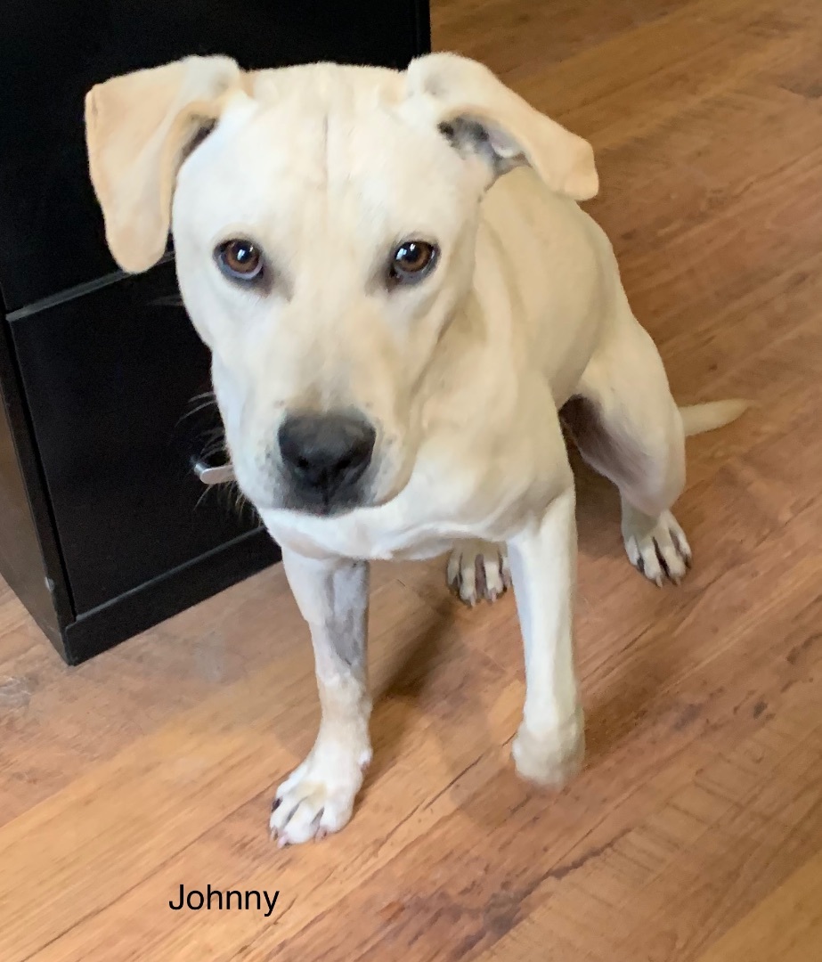 Enlarge Johnny, a Adoptable mixed breed in Coatesville, PA image 4/15