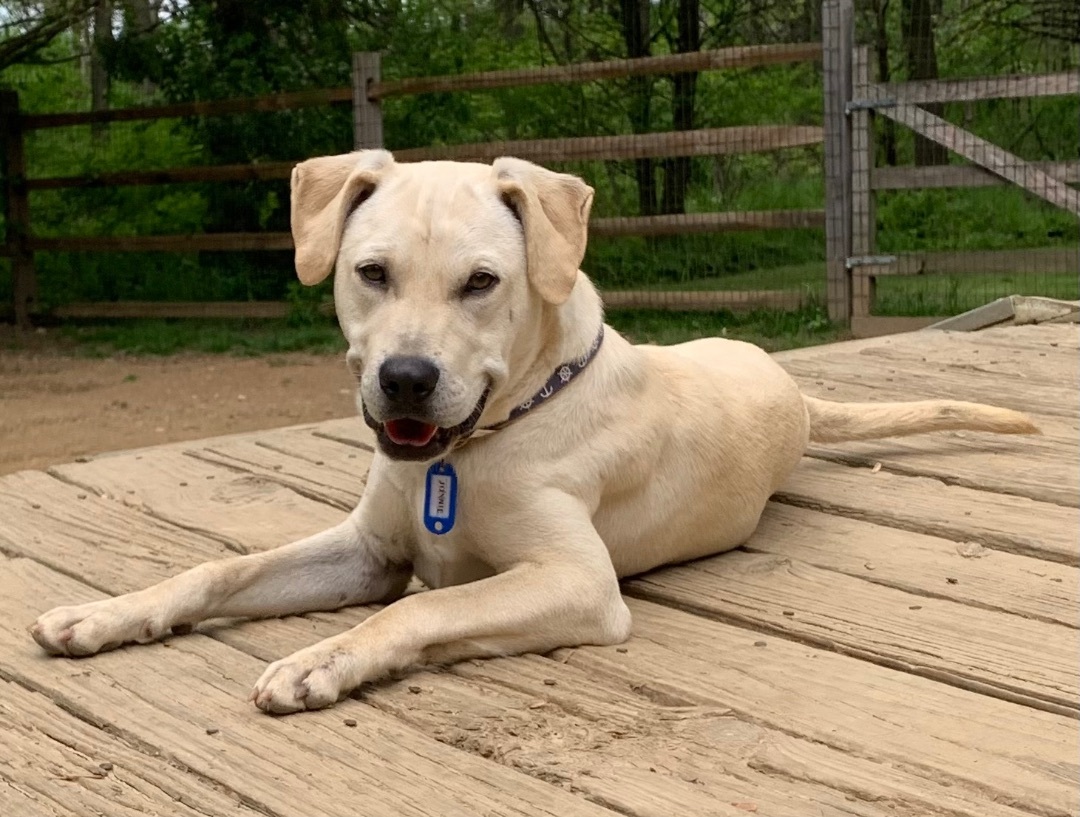 Enlarge Johnny, a Adoptable mixed breed in Coatesville, PA image 5/15