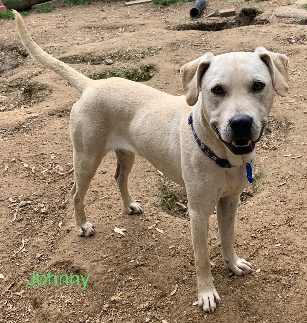Enlarge Johnny, a Adoptable mixed breed in Coatesville, PA image 6/15