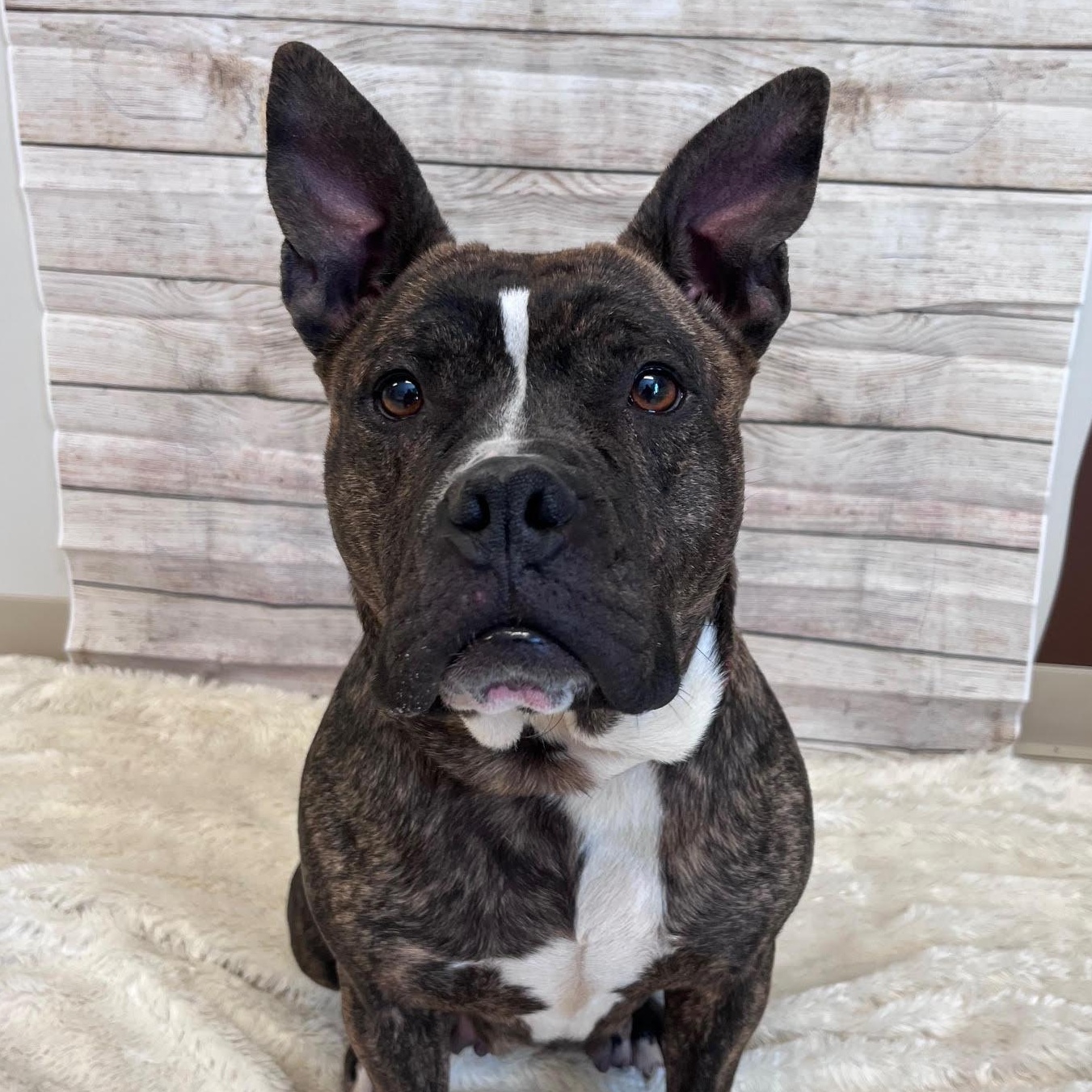 Enlarge Sweet and Low, a Adoptable mixed breed in West Jefferson, OH image 3/5