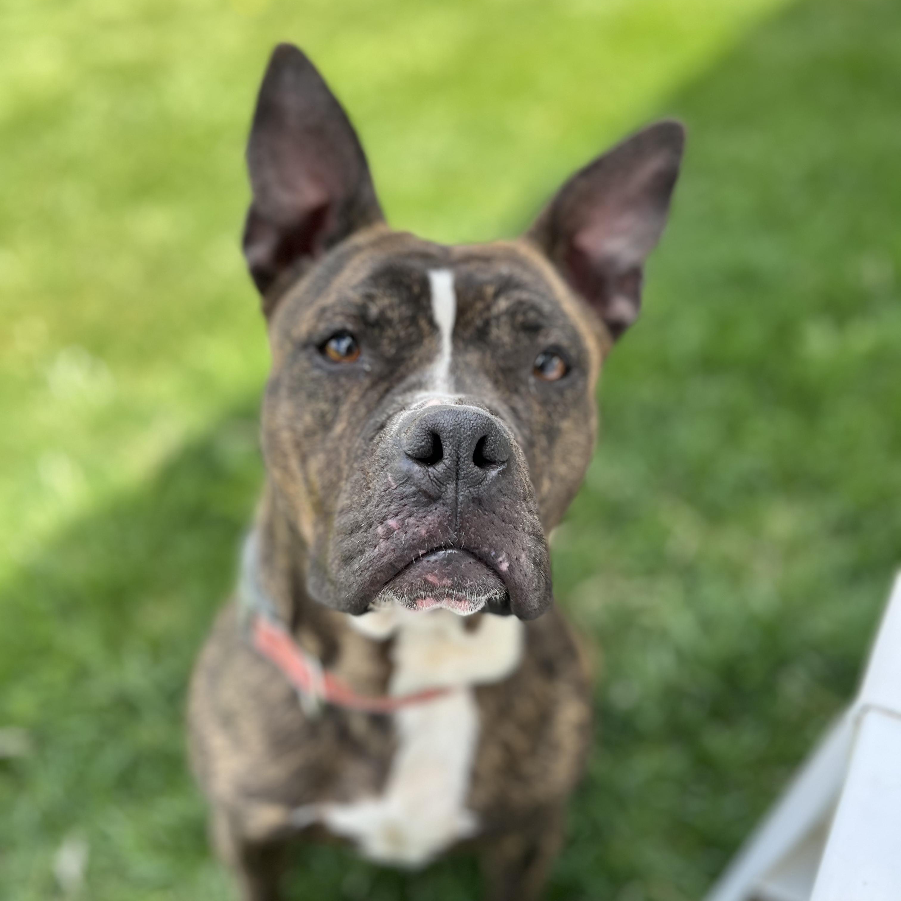 Enlarge Little Dottie, a Adoptable mixed breed in West Jefferson, OH image 3/4